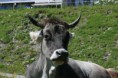 /album/fotogalerie/silvretta-kuh4-jpg1/