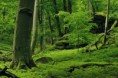 /album/fotogalerie/schickhofer-urwald-osterreich6-jpg/