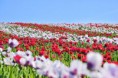/album/fotogalerie/mohn7-jpg1/