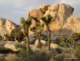 /album/fotogalerie/kalifornien7-palm-springs-joshua-tree7-jpg1/