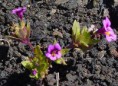 /album/fotogalerie/monkeyflower-at-craters-of-the-moon-national-monumentidaho2-jpeg/