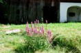 /album/fotogalerie/sauwa9-jpg/